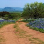 Springtime in Texas
